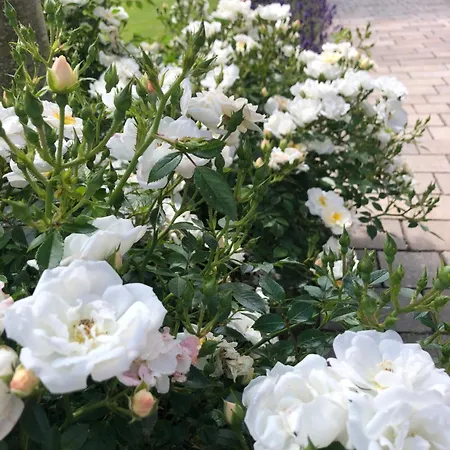 Kranichstube * Rovershagen